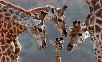 JIRAFAS jigsaw puzzle