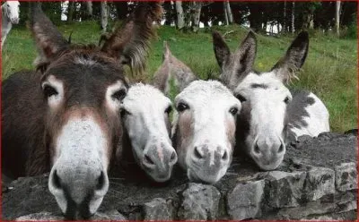BURROS FOTOGENICOS jigsaw puzzle
