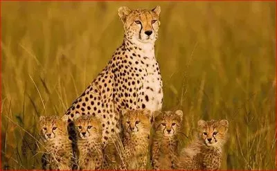 CHEETAS jigsaw puzzle
