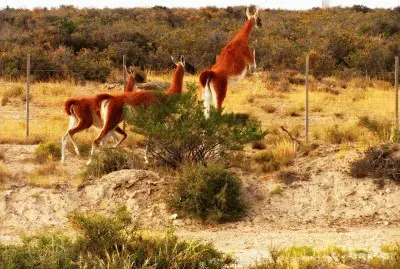 En la PenÃ­nsula de ValdÃ©s. Chubut. Argentina jigsaw puzzle