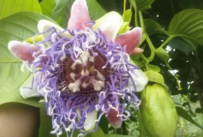 Flor y fruto de badea