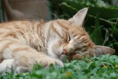 siesta al sol