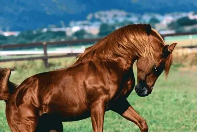 glaucia 2 ,2 jigsaw puzzle