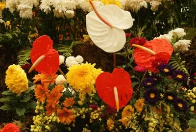 Gorgeous Tropical Fall Flowers