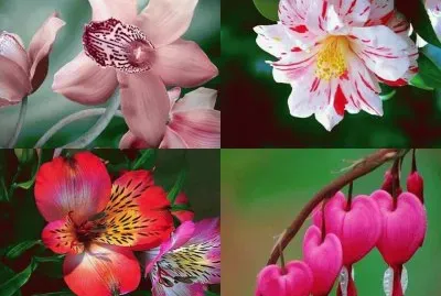 (37) Flores
