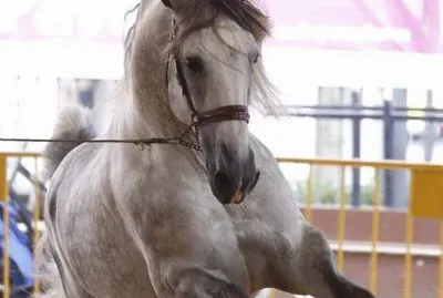 Caballos