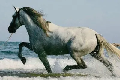 Caballos