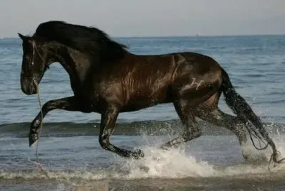 Caballos