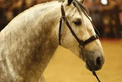 Caballos