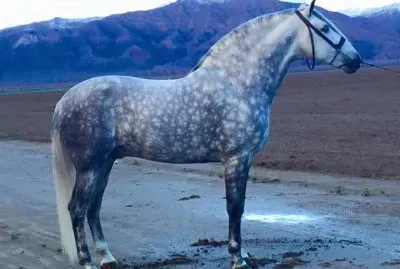 Caballos