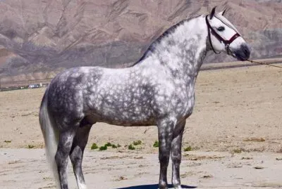 Caballos