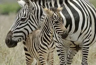 cebras jigsaw puzzle