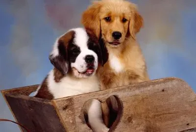 (43) Cachorrinhos
