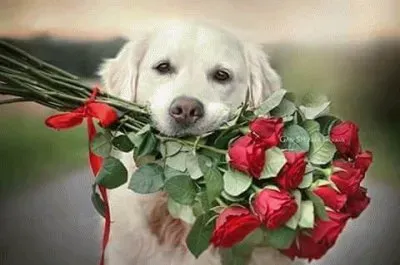 (44) Love pet