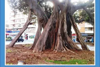 AHORA VAMOS DE TRONCOS