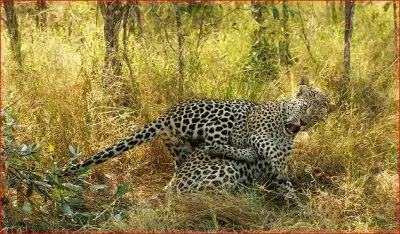 JAGUARES jigsaw puzzle