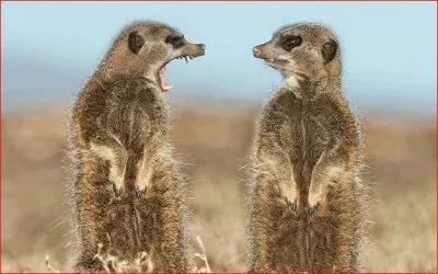 TURICATA REGAÃ‘ADA jigsaw puzzle