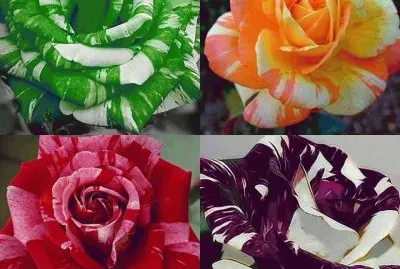(50) Rosas