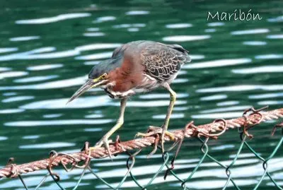 Garcita Verde. Residente Permanente