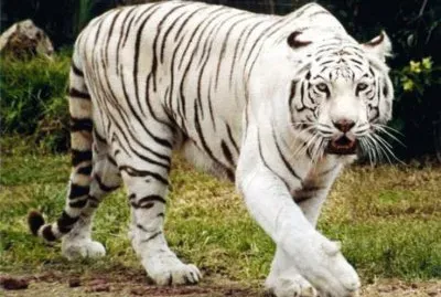 tigreblanco