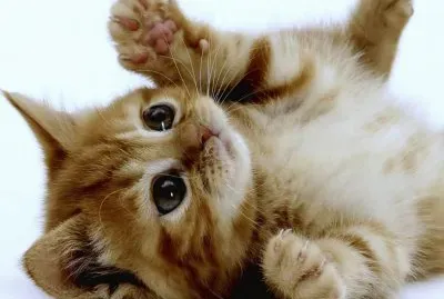 gasdehermosura jigsaw puzzle