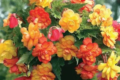 (55)Vaso de Flores