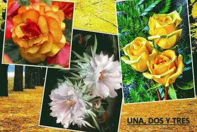 UNA, DOS Y TRES