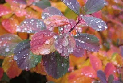 (59) Folhas jigsaw puzzle