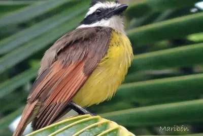 Luis Bienteveo. Residente Permanente