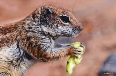 streifenhÃ¶rnchen jigsaw puzzle