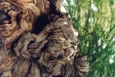 Nudos Ã¡rbol del Tule Oaxaca