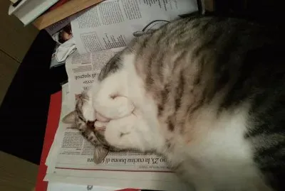 Pancho jigsaw puzzle