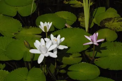 nenufar jigsaw puzzle