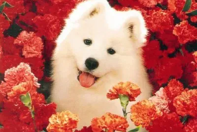 (72) Cachorro jigsaw puzzle