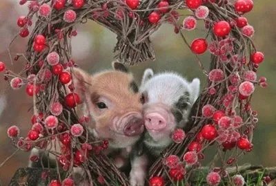 פאזל של (76) Porquinhos