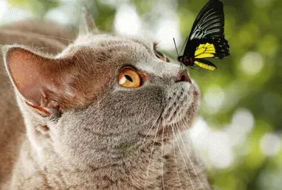 animais jigsaw puzzle