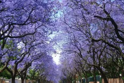 jacarandÃ¡