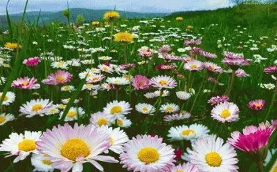 (87) Flores jigsaw puzzle