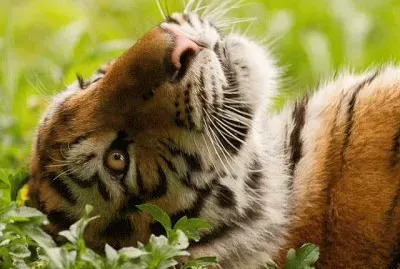 Pensando jigsaw puzzle