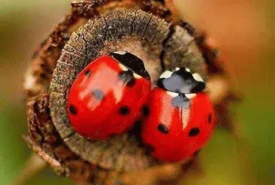 colores !!!! jigsaw puzzle