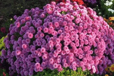 פאזל של belleza