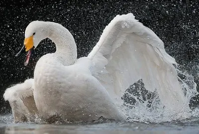 cisne jigsaw puzzle