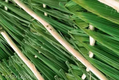 Palapa, Rancho Yohuas, YucatÃ¡n