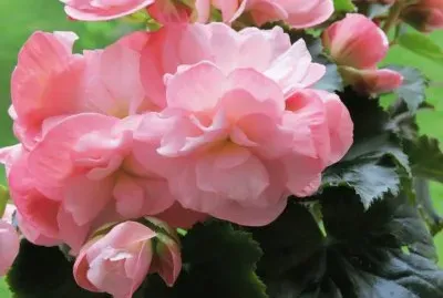 פאזל של (95) Flores