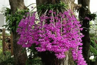 פאזל של (97) Flores