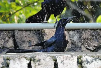 Zanate en la lluvia. Valladolid, YucatÃ¡n