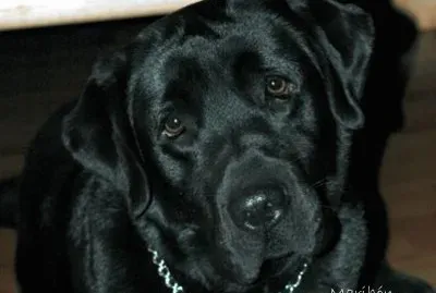 Mis grandes compaÃ±Ã­as