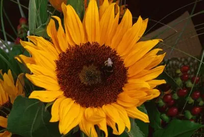 sunflower