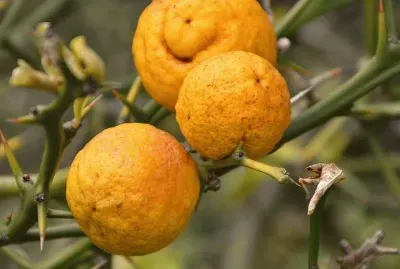 פאזל של citrus
