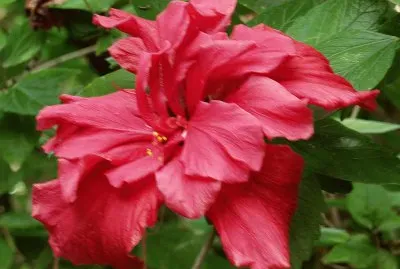hibiskus